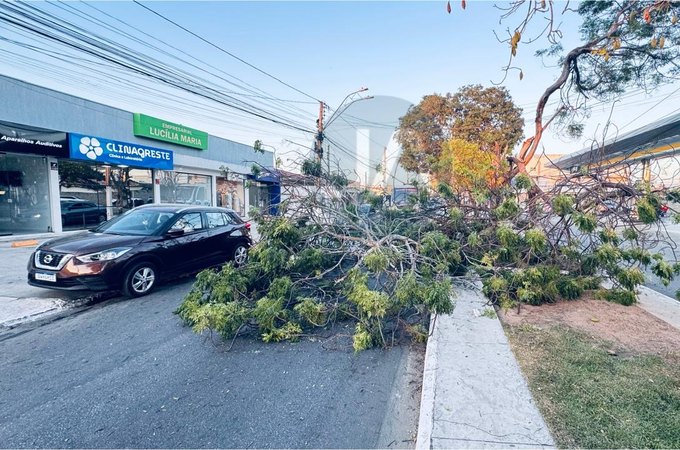 Árvore antiga cai na Avenida Deputada Ceci Cunha e interdita trânsito em Arapiraca