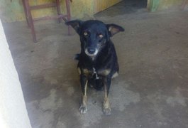 Homem estupra cadela do vizinho em Palmeira dos Índios