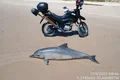 Boto-cinza é encontrado morto na Barra de Santo Antônio; Instituto Biota realizará necropsia
