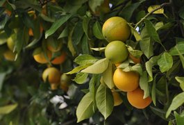 Sebrae e Senar assinam convênio para desenvolver a fruticultura e horticultura em Alagoas