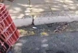 Populares se assustam ao encontrar cobra no Centro de Maceió