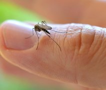 Estudo aponta ‘muriçoca’ como potencial transmissor do vírus da zika