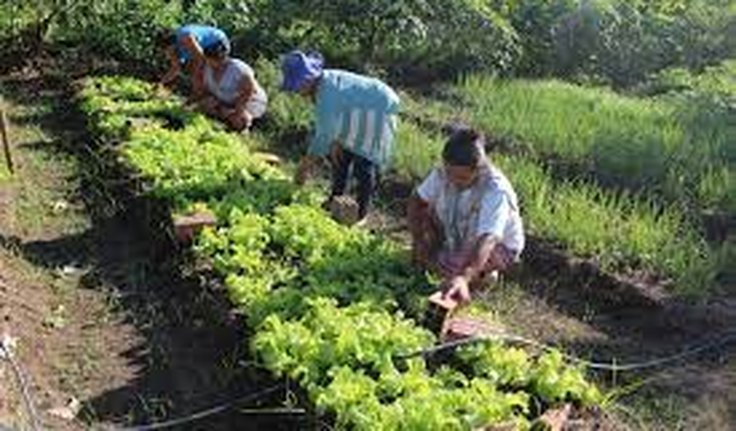 Banco do Nordeste financia projetos de difusão tecnológica para melhorar produtividade e sustentabilidade de produtores rurais