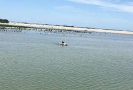 Populares encontram cavalo morto dentro do mar em Marechal Deodoro