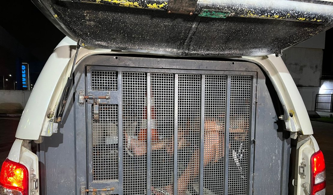 Operação da 4ª Cia recupera moto roubada e prende homem com mandado por tráfico