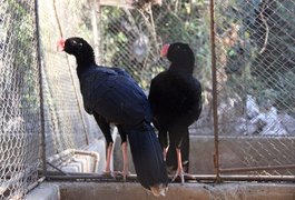 Mutum-de-Alagoas retorna para o estado após mais de quatro décadas longe de seu habitat natural