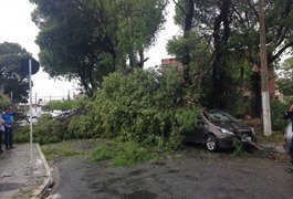 Chuva e ventos derrubam árvores em Maceió e Rio Largo