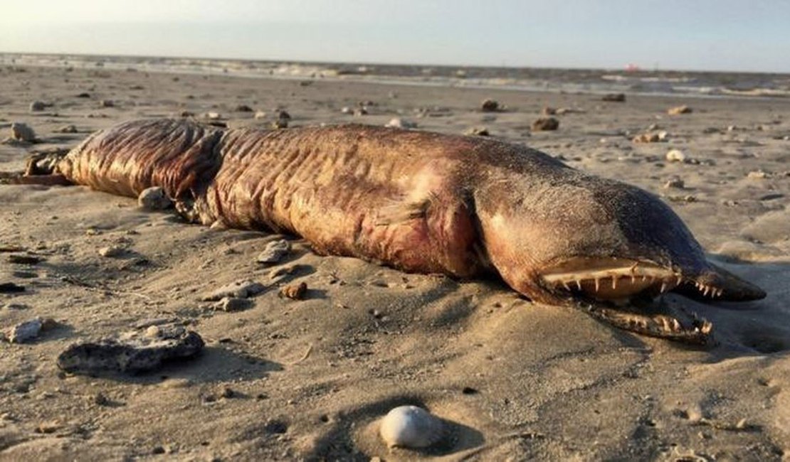 Criatura estranha é encontrada em praia do Texas após passagem de furacão