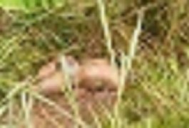 Corpo encontrado em canavial pode ser de sargento, diz delegado