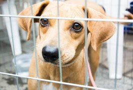 OAB-AL promove feira de adoção de animais no sábado (3), em Jacarecica