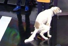 Ao vivo, cachorro faz cocô e dá trabalho à equipe de limpeza do Faustão
