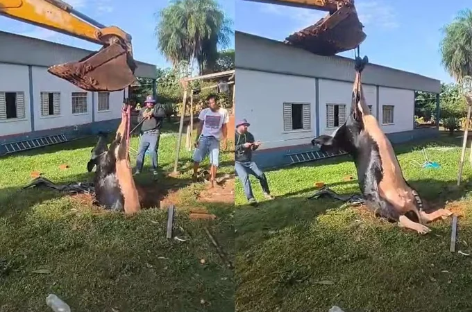 Bombeiros resgatam vaca de dentro de fossa desativada, em chácara
