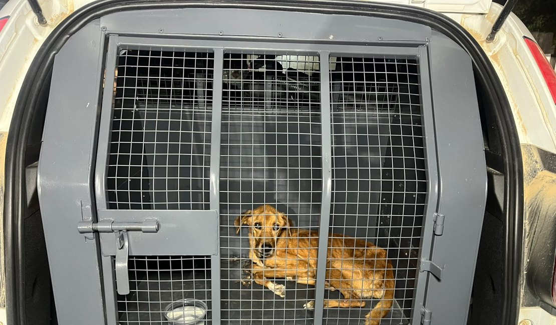 Mulher é presa por maus-tratos a animal no conjunto Barnabé, em Rio Largo