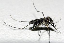 Estudo aponta que nova linhagem do vírus da zika está em circulação no Brasil