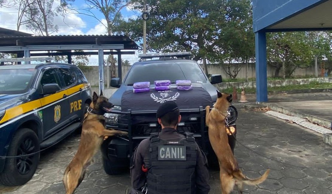 Cão farejador da PM localiza 6kg de skunk em ônibus na BR-101, em São Sebastião
