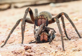 UFMG identifica veneno de aranha com potencial para tratar disfunção erétil; entenda