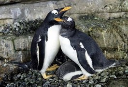 Curiosidade: casal de pinguins do mesmo sexo dá as 'boas-vindas' à sua primeira cria