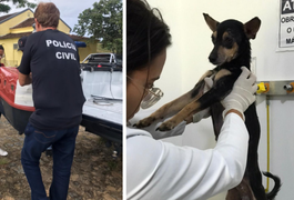 Cadela vítima de maus-tratos é resgatada com lesão nas partes íntimas em Maceió