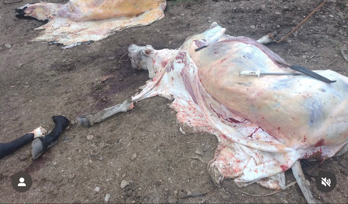 Abatedouro clandestino é fechado em Porto Real do Colégio após denúncia