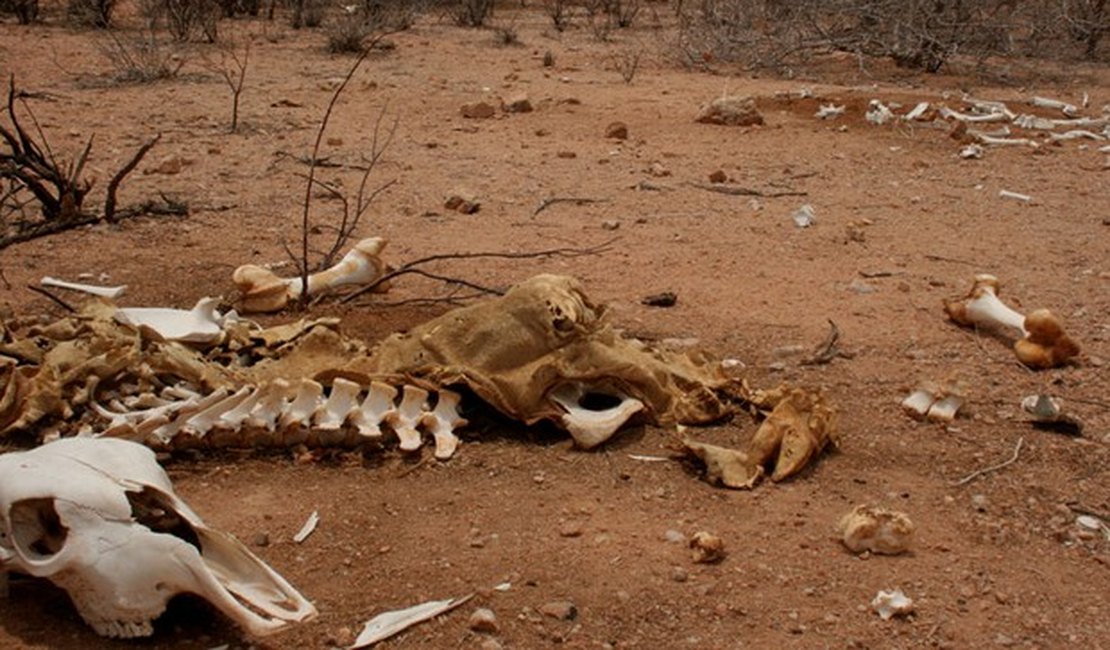 77 municípios de AL pedem decreto de emergência por conta da seca