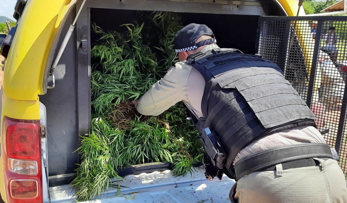 Polícia flagra plantação com 25 pés de maconha no Sertão de Alagoas