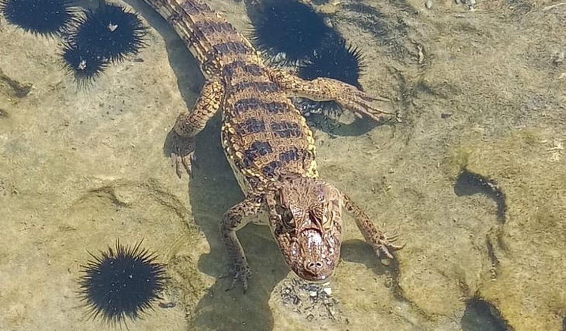 Jacaré aparece em praia de Alagoas e assusta banhistas