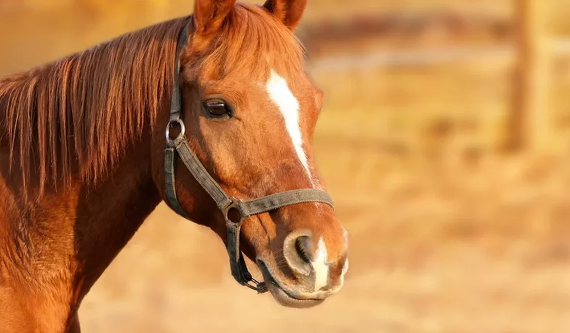 Cavalo morre após cair em fossa com cerca de três metros de profundidade em Maceió