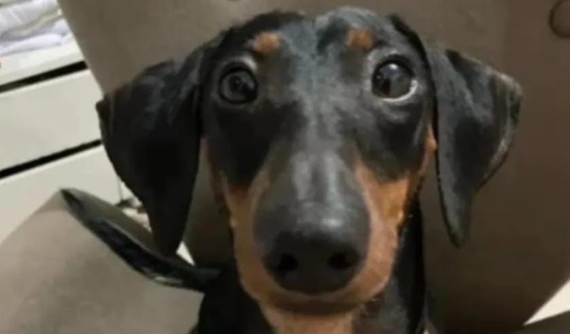 Você viu Bartolomeu? Cãozinho desapareceu em Arapiraca e tutor busca informações