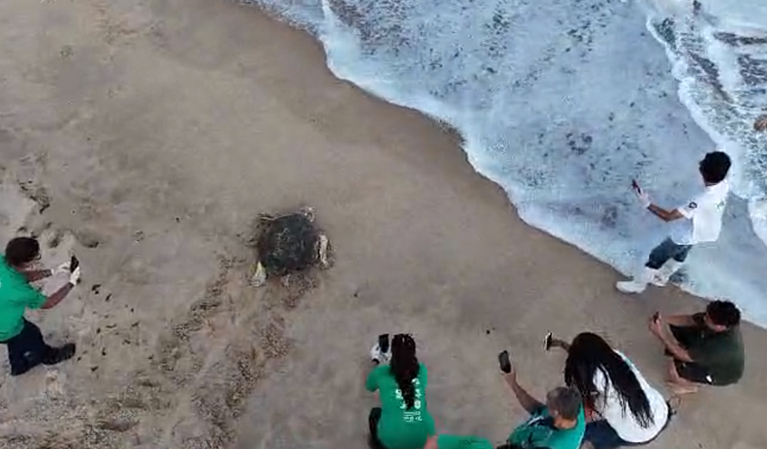 Tartaruga-cabeçuda é devolvida ao mar pelo Instituto Biota em Alagoas