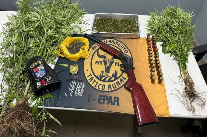 Operação encontra plantação de maconha em propriedade em Palmeira dos Índios; dono estava com espingarda e cocaína