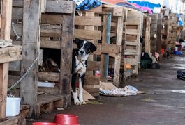 Rio Grande do Sul lança plano de ajuda a animais