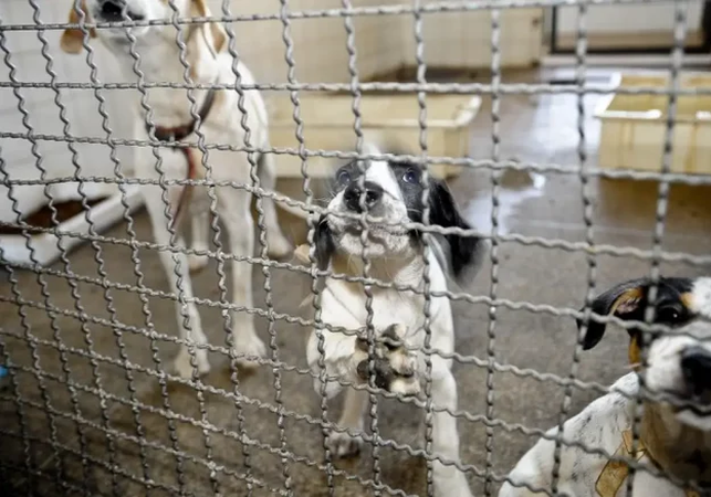 MPAL denuncia dois homens por maus-tratos a animais