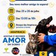 Feirinha de adoção de cães e gatos acontece nos dias 25 e 26 de julho em Arapiraca