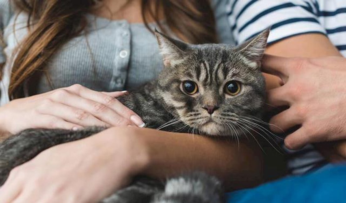 Estudo aponta que gatos imitam a personalidade de seus donos