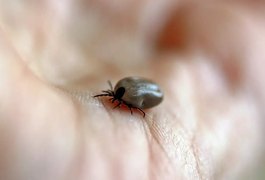 Parque no interior de SP é interditado após mortes por febre maculosa