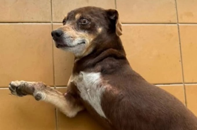 Família de Arapiraca busca informações sobre cachorro desaparecido