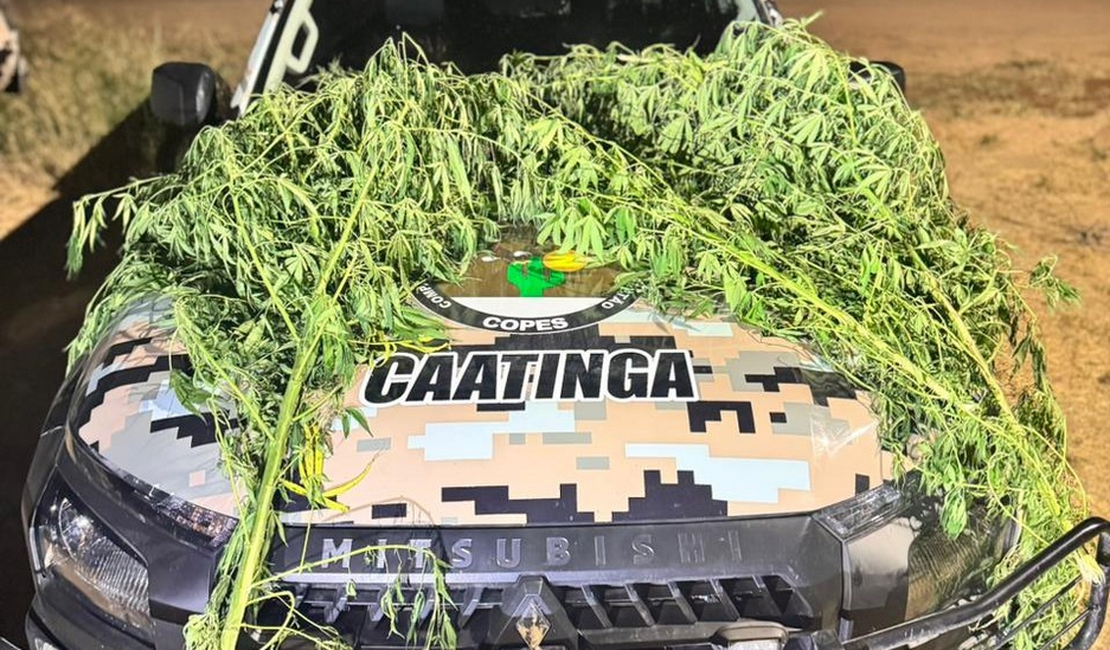 Polícia Militar flagra plantio de maconha em quintal de oficina em Canapi