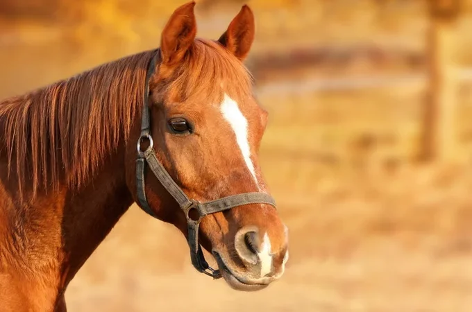 Cavalo morre após cair em fossa com cerca de três metros de profundidade em Maceió