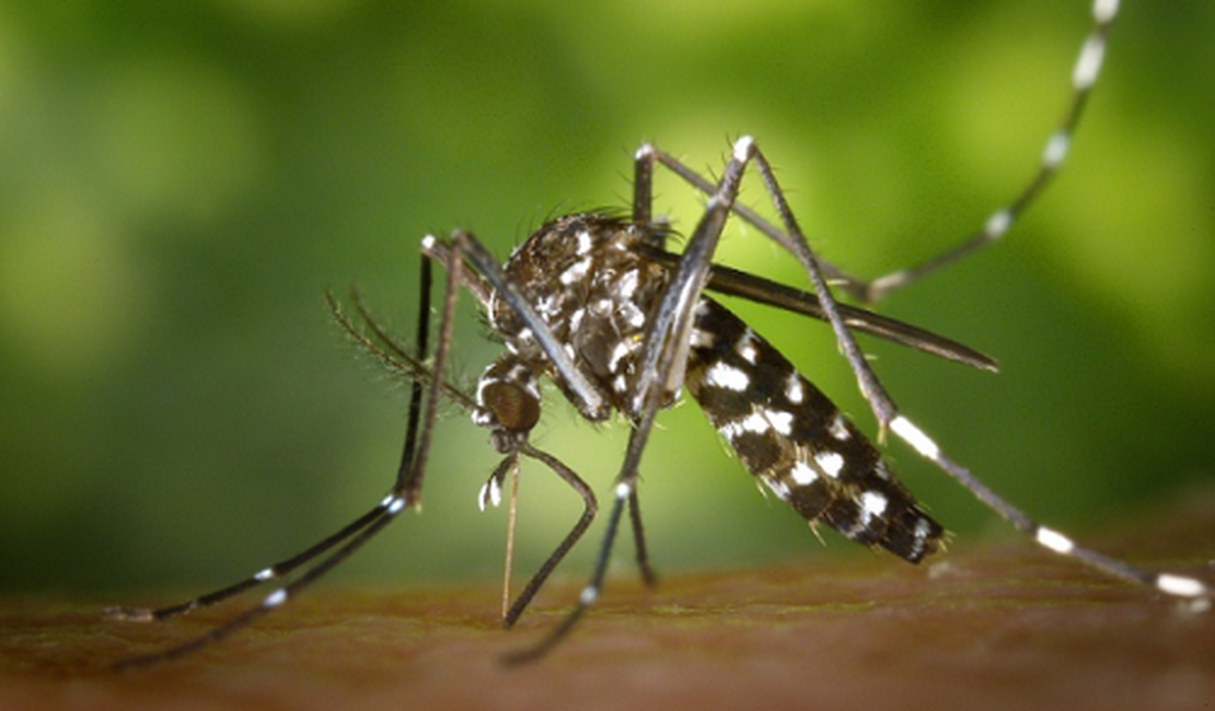 USP cria extrato que mata larvas do Aedes Aegypti