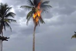 Vídeo. Coqueiro pega fogo após ser atingido por raio, em Arapiraca