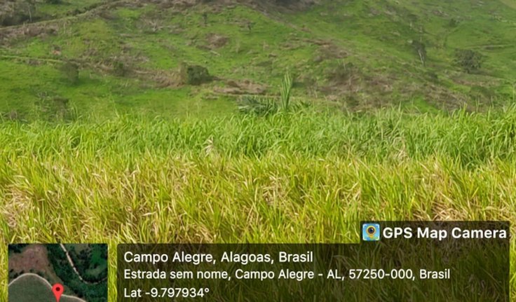 Procuradoria de Campo Alegre denuncia Usina Porto Rico por crime ambiental