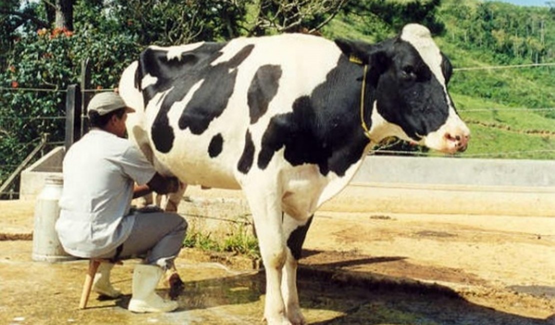 Arapiraca recebe Seminário de Ordenha Higiênica e Qualidade do Leite