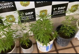 'Horta' de maconha é encontrada na casa de criminosos durante ação policial no interior de Alagoas