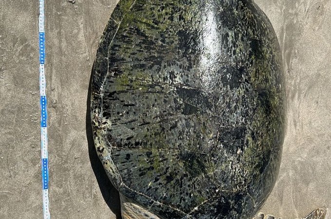 Tartaruga-verde adulta é encontrada morta presa em rede de pesca na Praia de Ponta Verde