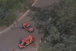 Três pessoas ficam feridas após árvore cair no Parque Ibirapuera