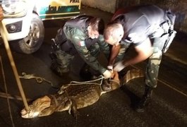 Batalhão Ambiental captura jacaré do papo amarelo no Distrito Industrial, em Maceió