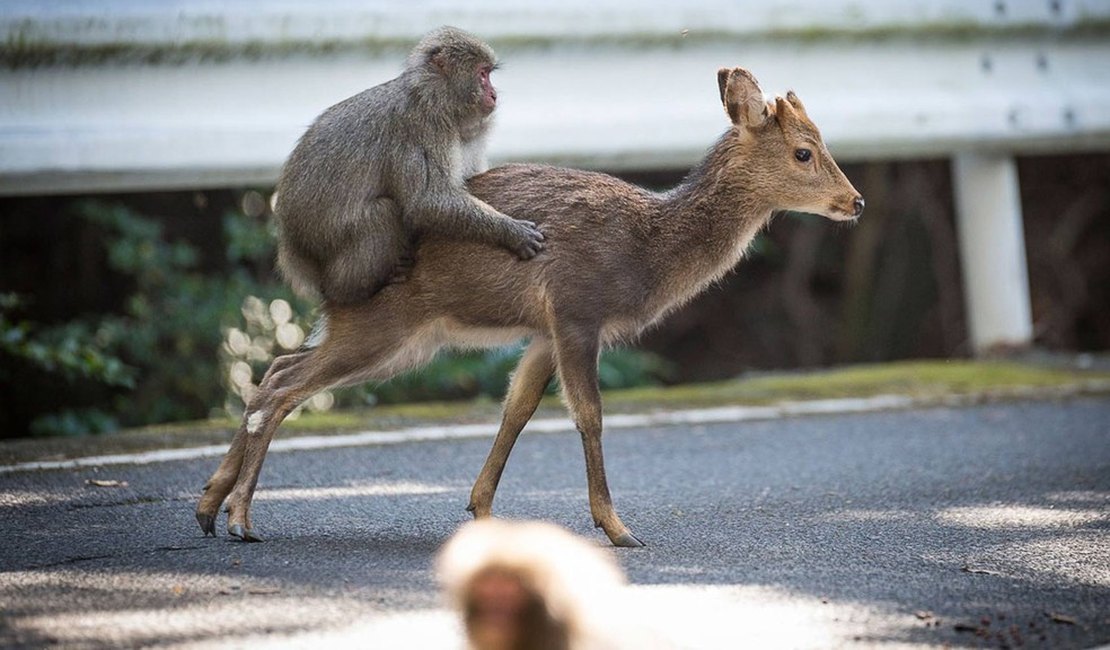 Macaco flagrado no Japão tentando copular com cerva intriga cientistas