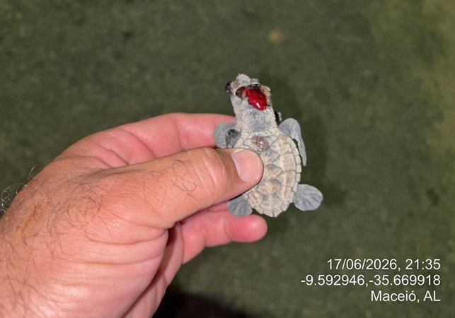 Fotopoluição atrai filhotes de tartaruga para estrada e animais morrem atropelados em Maceió