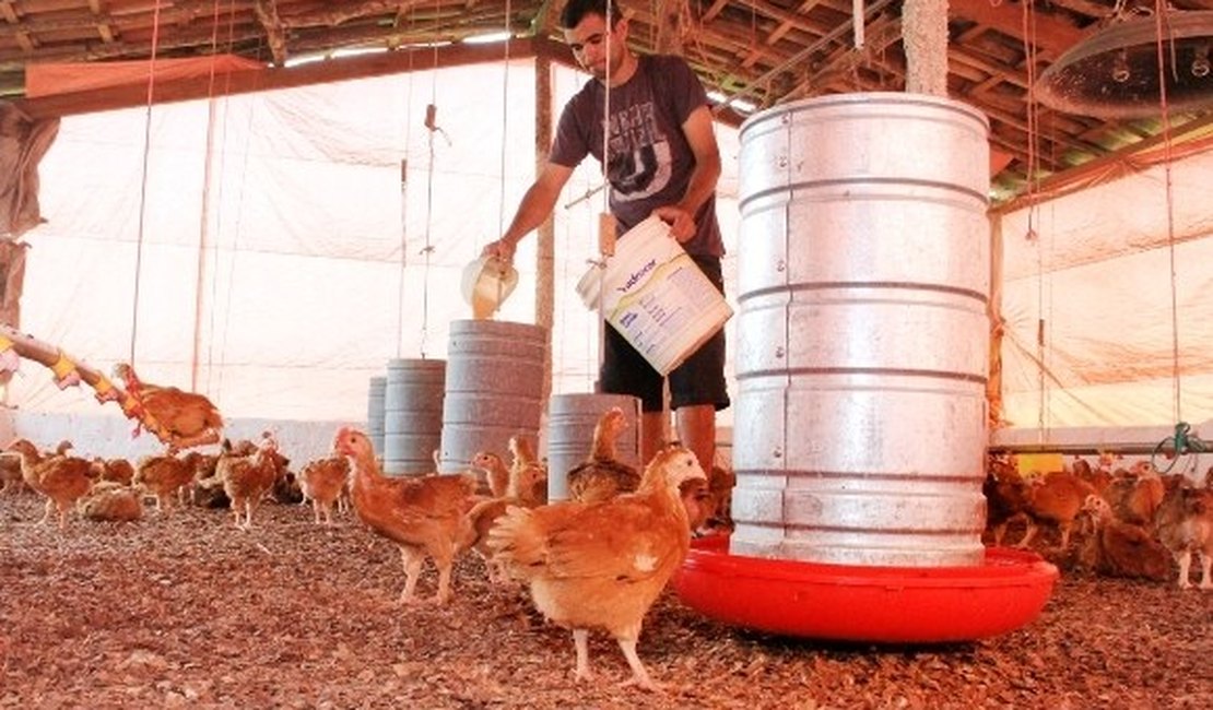 Programa de Avicultura Familiar de AL deve ser implantado na Paraíba