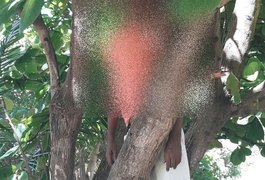 Taxista é encontrado enforcado em árvore na Barra de São Miguel